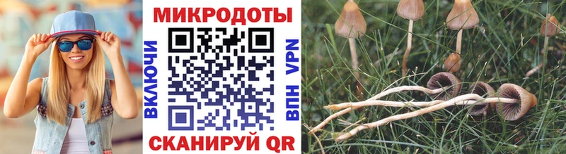 Галлюциногенные грибы Psilocybe  Купить закладки  Юрьевец 